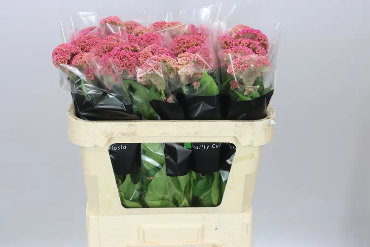 Celosia Reprise Rose 72 cm