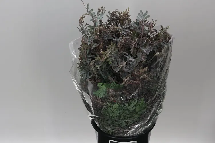 Mimosa Balejana 60 cm