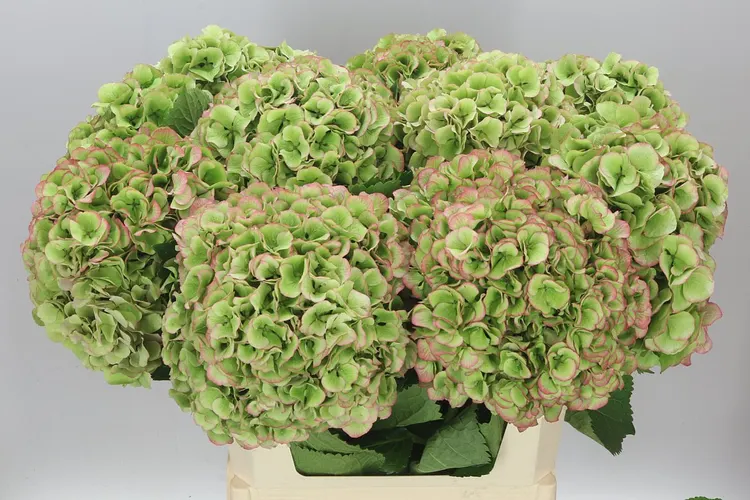 Hortenzia Mammoet Blue Classic 80 cm