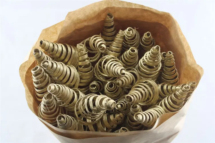 Puntspiraal Gold, sušené 50 cm