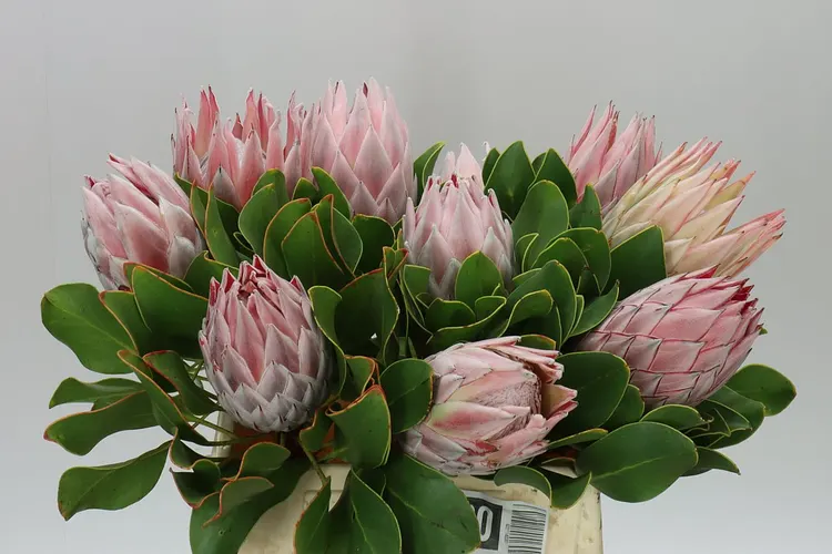 Protea Cynaroides 40 cm