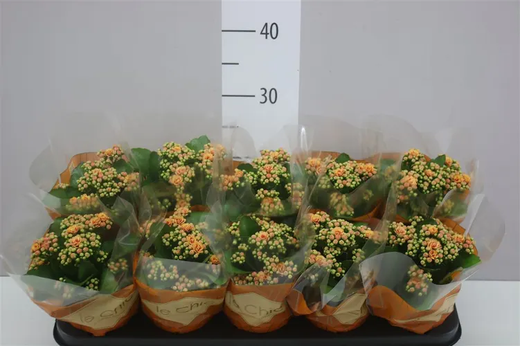Kalanchoe Rosalina Hector črepník 10,5 cm