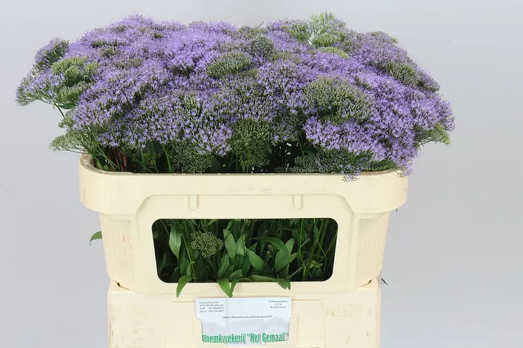 Trach Blue Lake Michig 70 cm