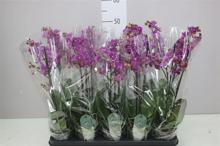 Orchidea Phalaenopsis Mtfl Merida, 2 výhony črepník 12 cm
