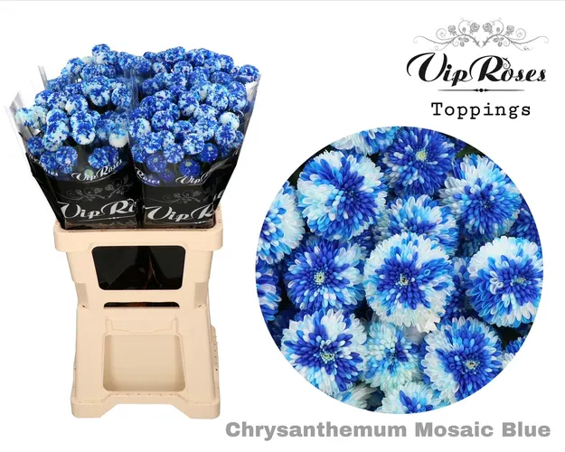 Chryzantéma trsová Mosaic Blue 60 cm