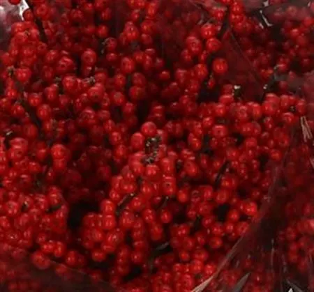 Ilex 80 cm