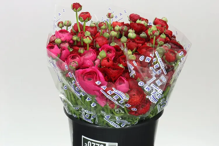 Iskerník Hot Pink 40 cm