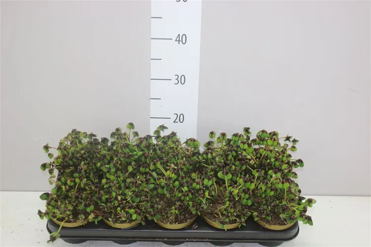 Oxalis Deppei črepník 12 cm