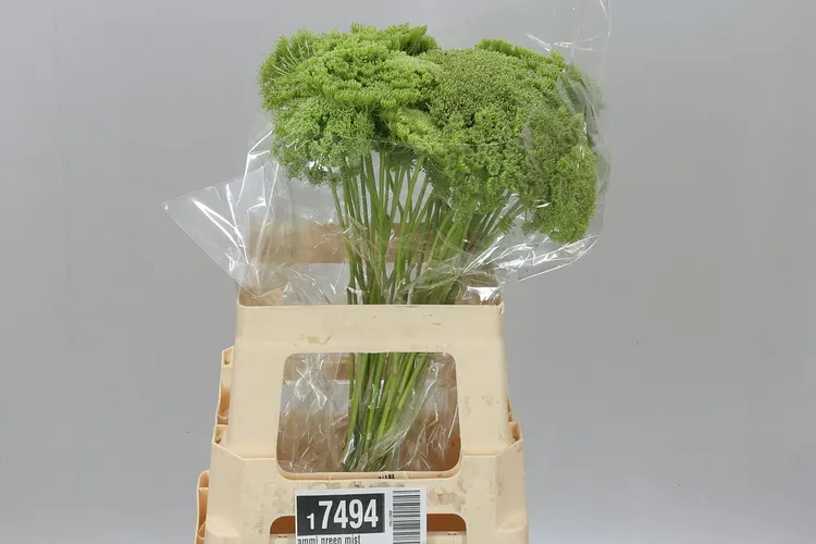 Ammi Green Mist 60 cm