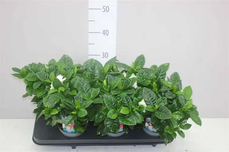 Gardenia Jasminoides črepník 13 cm
