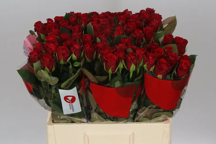 Ruža Red Ribbon 60 cm