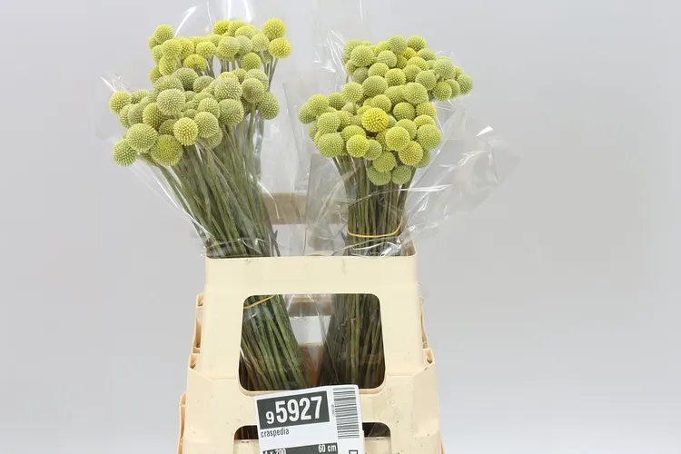 Craspedia 60 cm