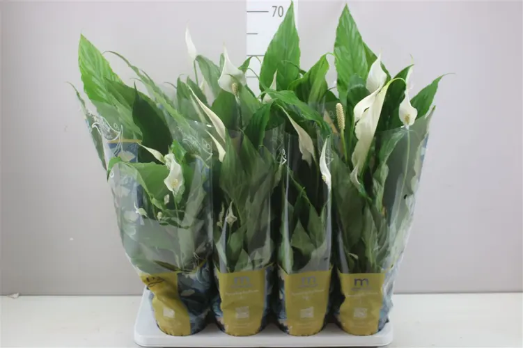 Lopatkovec Sweet Chico črepník 13 cm