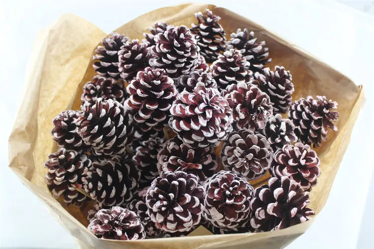 Pine Cone Red Tip X40, sušené 50 cm