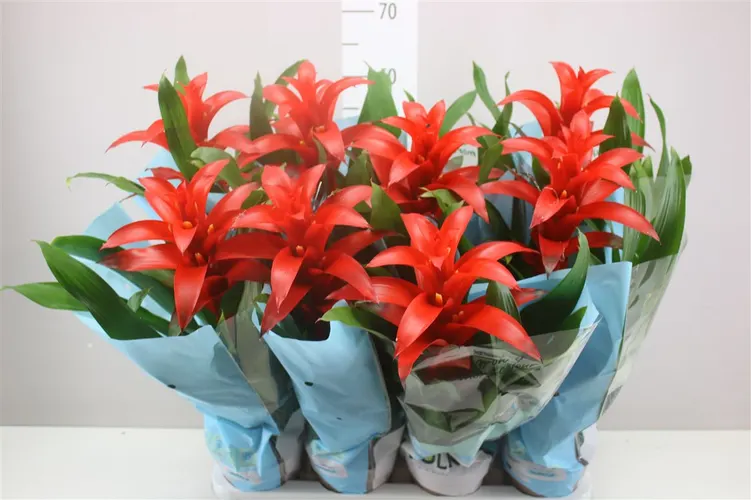 Guzmania Calypso črepník 14 cm