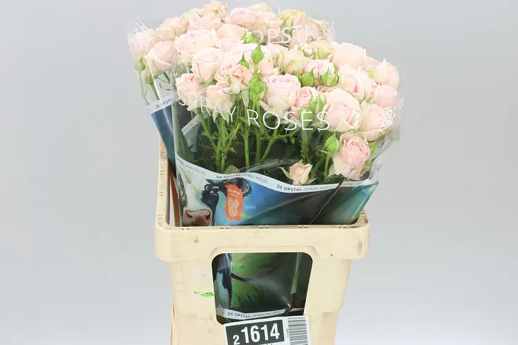 Rosa Tr Love Me Fatal Attraction 60 cm