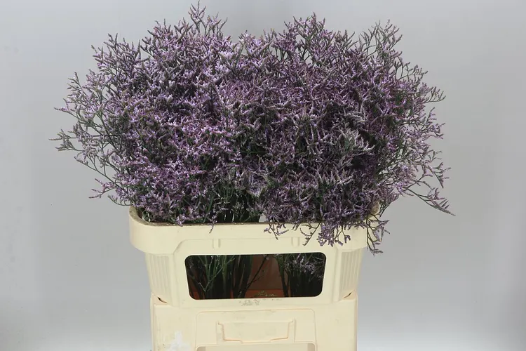 Limónium Saf Lilac 80 cm