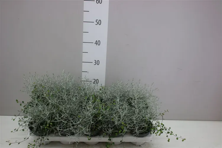 Calocephalus/muehlenbeckia črepník 12 cm