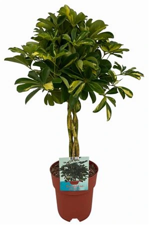 Šeflera Gold Capella s pleteným kmeňom črepník 19 cm