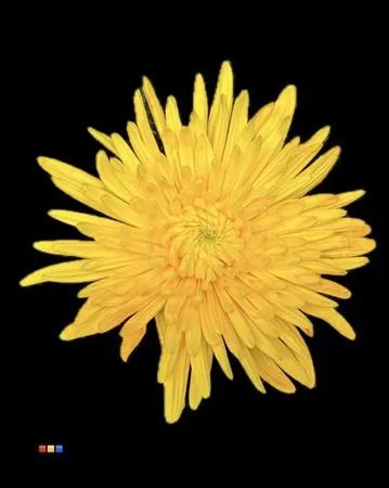 Chryzantémy farbené (Chrysanthemum Dyed)