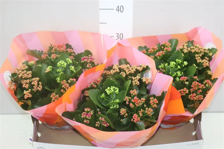 Kalanchoe Calandiva Carnaval črepník 23 cm
