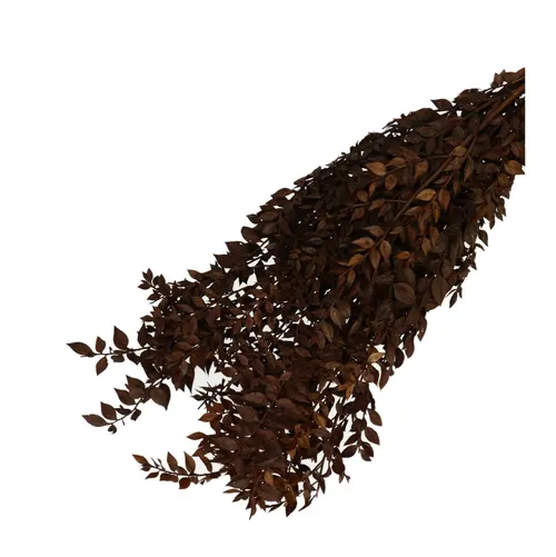 Sušený ruscus hnedý 65 cm