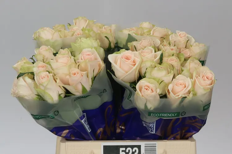 Ruža Wedding Rose 40 cm