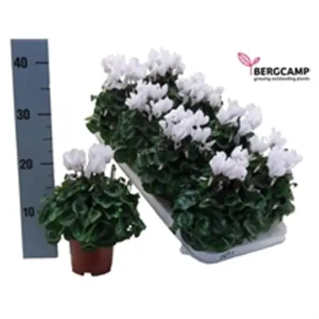 Cyclamen Kl White črepník 10,5 cm