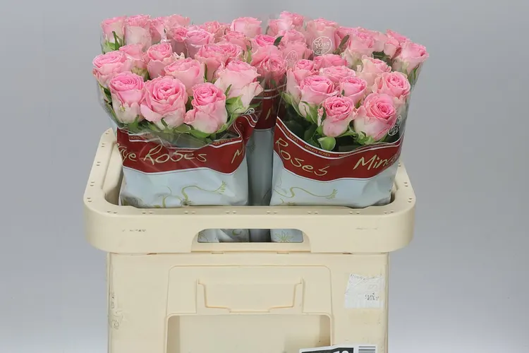 Rosa Gr Seductive 60 cm