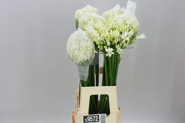 Agapantus Gletsjer White 70 cm