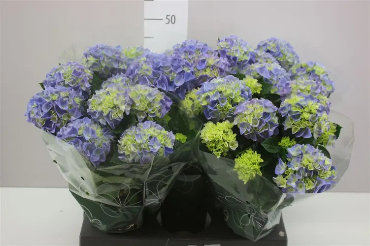 Hortenzia črepníková Hi Halo Blue 7+ črepník 14 cm
