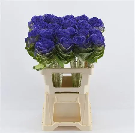 Brassica Painted Purple Glitter 60 cm