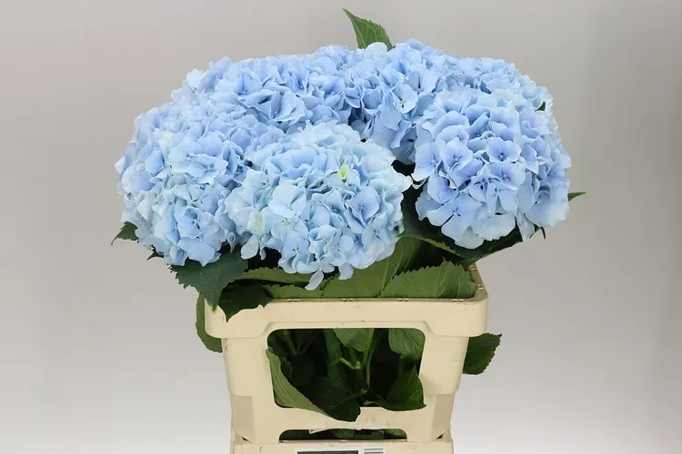 Hydrangea Verena Blue Pale 60 cm