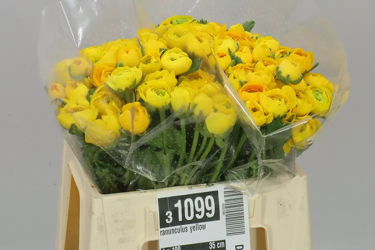 Iskerník Yellow 35 cm