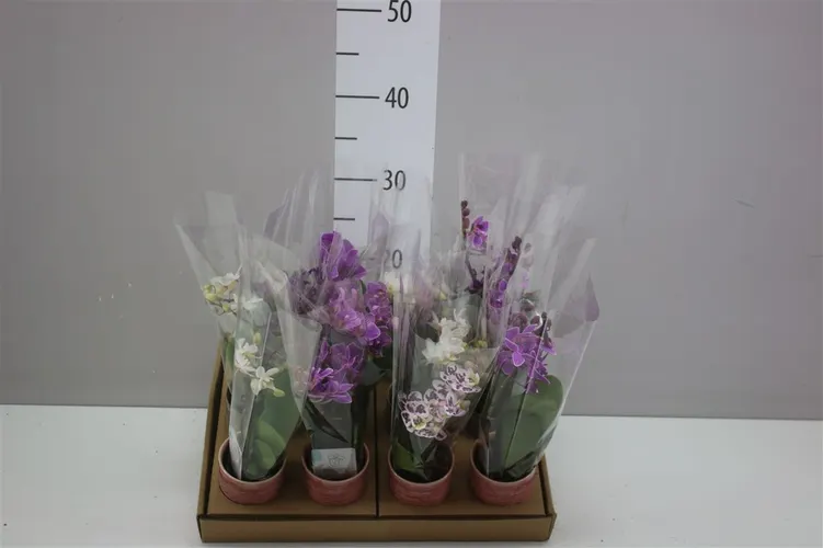 Phal Mini Mix 2 Tak Keramiek črepník 6 cm