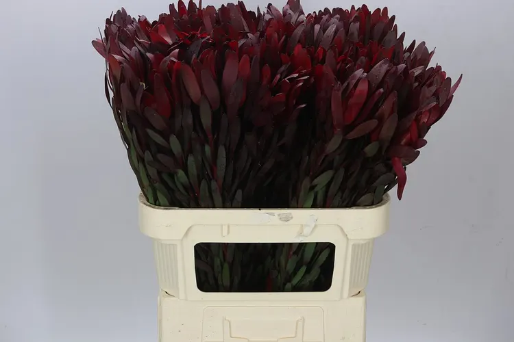 Leucadendron Safari Sunset 80 cm