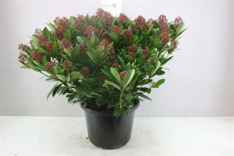 Skimmia Jap. Rubella 70+ X črepník 32 cm