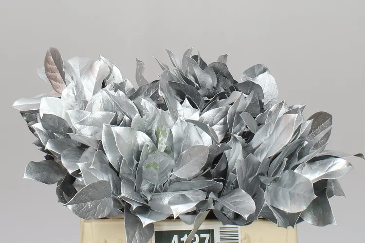 Salal Tips Silver 45 cm