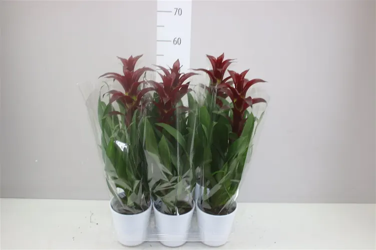 Guzmania Nextara Keramiek črepník 13 cm
