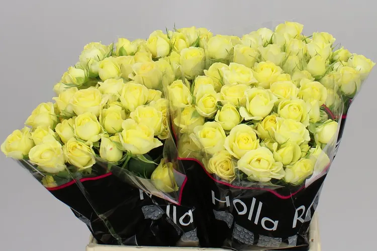 Rosa Tr Wedding Invite 40 cm