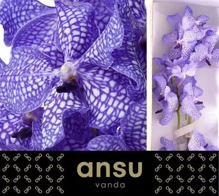 Vanda Kan Delft Blue 20 cm