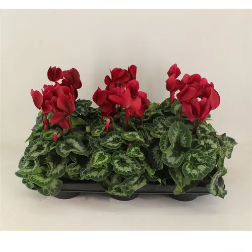 Cyclamen Gr Halios Wijnrood črepník 13 cm