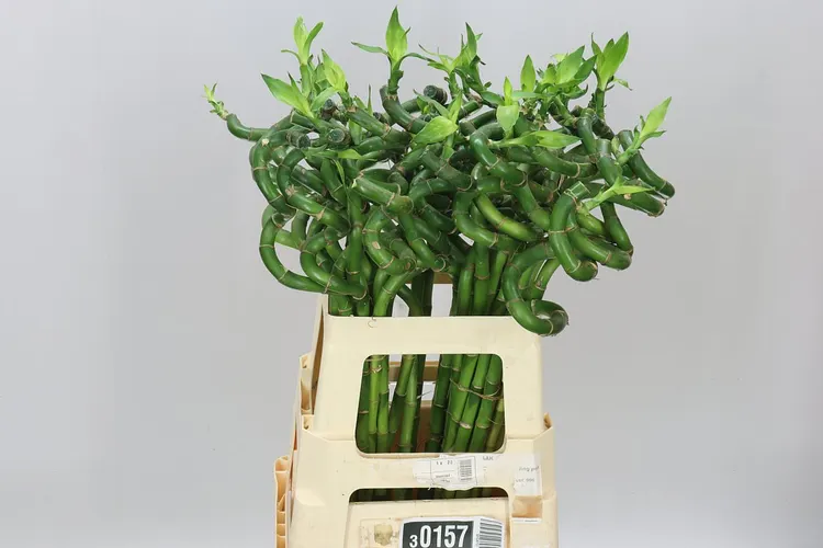Lucky Bamboo Twisted 60 cm