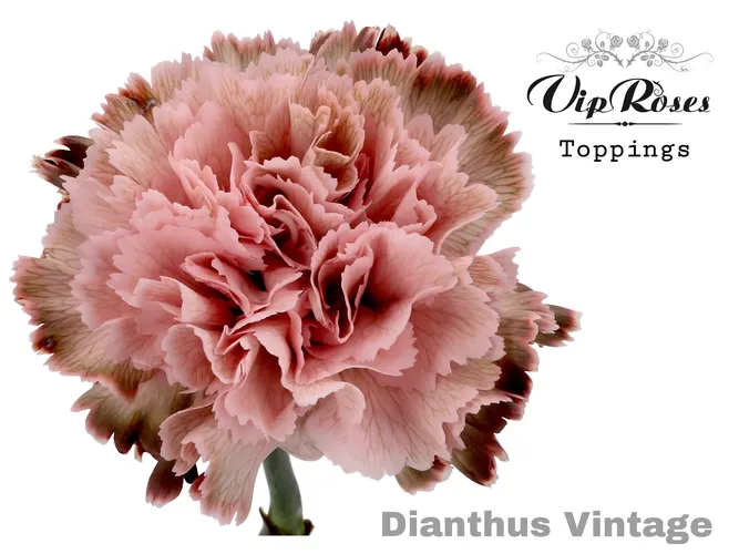 Di St Vintage 60 cm