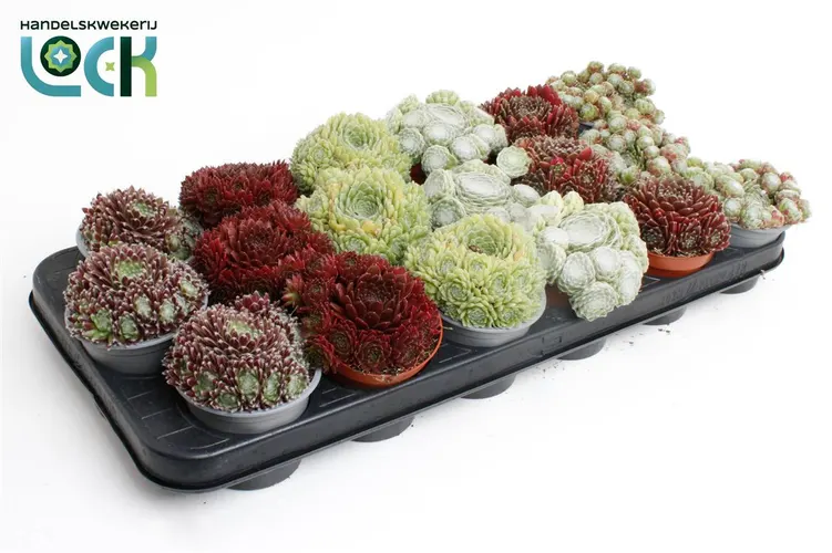 Sempervivum Mix črepník 8,5 cm