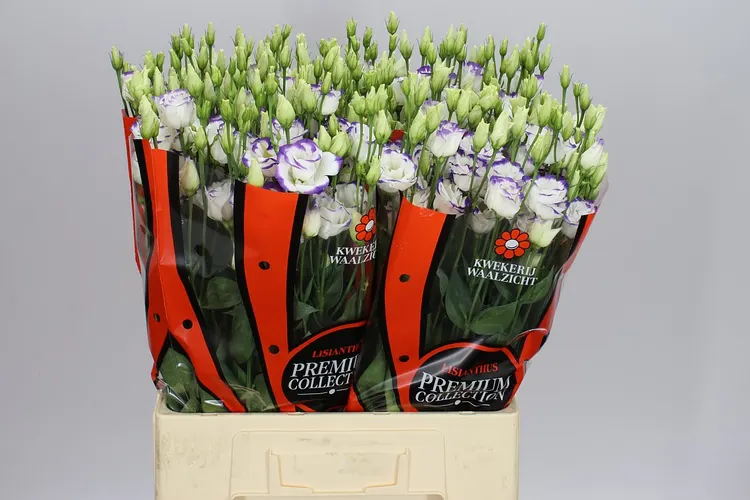 Eust Du Excal White Blue Waalzicht 72 cm
