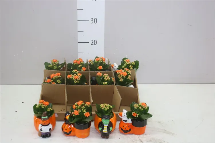 Arr Kalanchoe v obale Halloweenpotje Mix črepník 12 cm