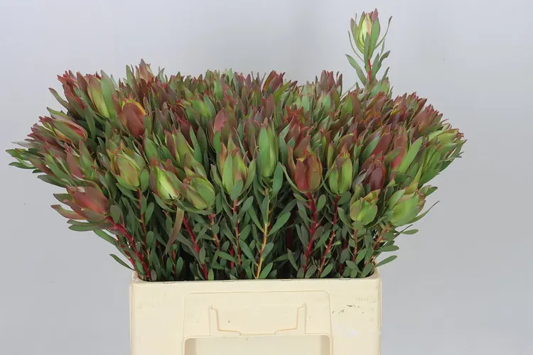 Leucadendron High Light 60 cm