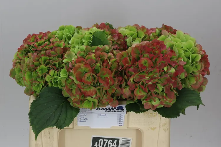 Hortenzia Verena Green Red Classic 50 cm