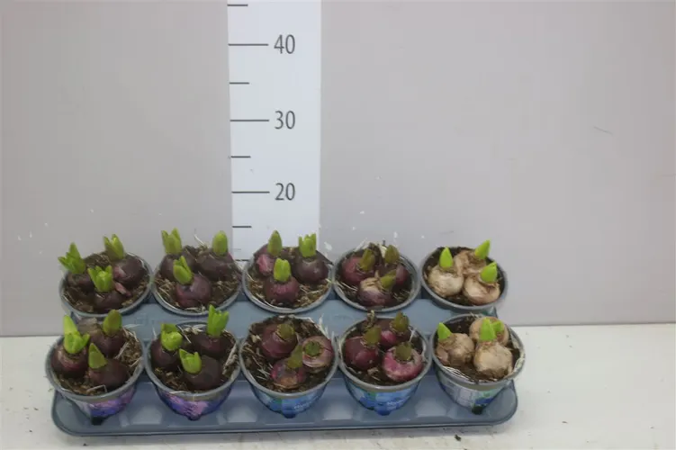 Cibuľoviny v črepníku (Bulb Plants)